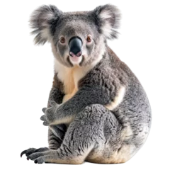 Gordijnen Koala isolated white background © twilight mist