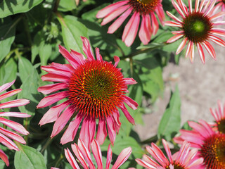 Cultured Red Flowers