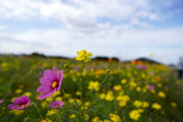 カラフルなコスモスと秋の空
