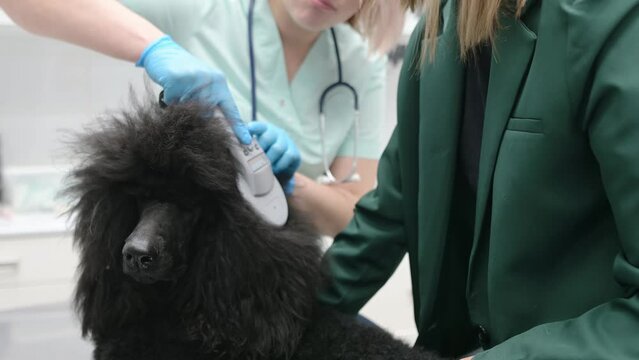 Veterinarian checks microchip implant using scanner device under the skin of large royal poodle dog during appointment. The lost pet was brought to the veterinary hospital to find the owner