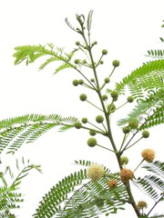 Beautiful blooming flower in garden 