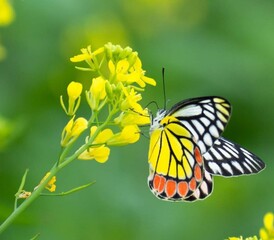 Beautiful blooming flower in garden 