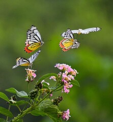 Beautiful blooming flower in garden 