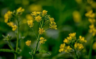 Beautiful blooming flower in garden 