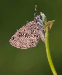Beautiful blooming flower in garden 