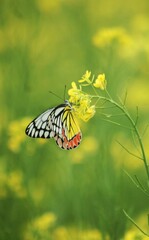 Beautiful blooming flower in garden 