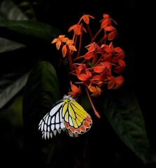 Beautiful blooming flower in garden 