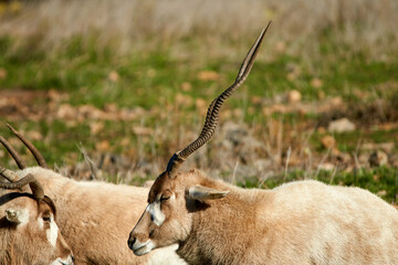 Closeup profile headshot of Addax sleeping with eyes close in bright sunlight