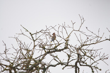 Cedar waxwing perched in oak tree branches against cloudy sky