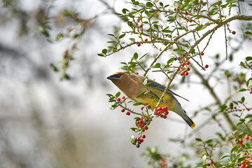 Cedar waxwing perched in Yaupon Holly tree with red berries