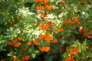 Close Up of Lowboy Scarlet Firethorn berries against green leaves