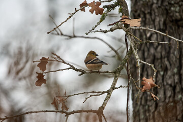Male American Goldfinch perched in texas red oak tree in autumn