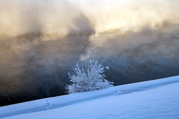 A tree covered with frost and snow on the river bank in the fog from steaming water under the sun's rays.