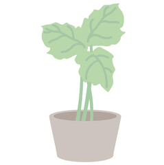 葉の大きい観葉植物