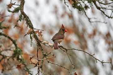 Alert Female Cardinal perched in Texas Oak tree against orange autumn background