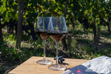Tasting red Bordeaux wine, Merlot or Cabernet Sauvignon red wine grapes on cru class vineyards in...