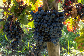 Merlot or Cabernet Sauvignon red wine grapes ready to harvest in Pomerol, Saint-Emilion wine making region, France, Bordeaux
