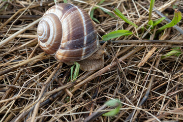 French cuisine, big tasty edible land snails escargot growing on snail farm in Burgugne, France close up