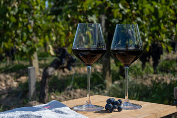 Tasting red Bordeaux wine, Merlot or Cabernet Sauvignon red wine grapes on cru class vineyards in...