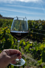 Tasting red Bordeaux wine, Merlot or Cabernet Sauvignon red wine grapes on cru class vineyards in Pomerol, Saint-Emilion wine making region, France, Bordeaux