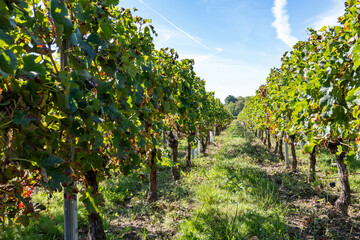 Fototapeta na wymiar Merlot or Cabernet Sauvignon red wine grapes ready to harvest in Pomerol, Saint-Emilion wine making region, France, Bordeaux
