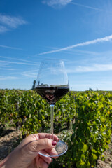 Tasting red Bordeaux wine, Merlot or Cabernet Sauvignon red wine grapes on cru class vineyards in...