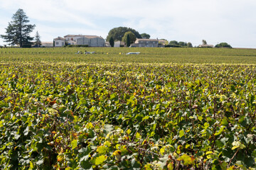 Vineyards near St. Emilion town, production of red Bordeaux wine, Merlot or Cabernet Sauvignon...
