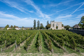 Vineyards near St. Emilion town, production of red Bordeaux wine, Merlot or Cabernet Sauvignon...