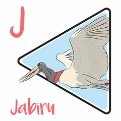 The Jabiru is the tallest flying bird found in South America and Central America. The jabiru belongs to the stork family, It is mostly white, with the naked skin of the head and upper neck black.