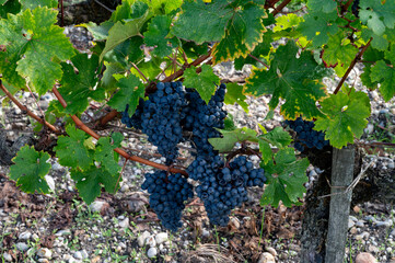 Green vineyards with rows of red Cabernet Sauvignon grape variety of Haut-Medoc vineyards in...