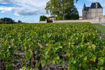 Fototapeta na wymiar Green vineyards with rows of red Cabernet Sauvignon grape variety of Haut-Medoc vineyards in Bordeaux, left bank of Gironde Estuary, France, ready to harvest