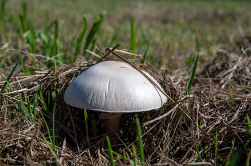 Wild white champignons mushrooms growing in grass in forest