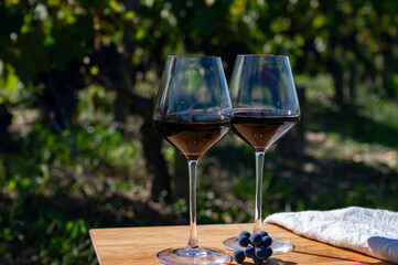 Tasting red Bordeaux wine, Merlot or Cabernet Sauvignon red wine grapes on cru class vineyards in Pomerol, Saint-Emilion wine making region, France, Bordeaux