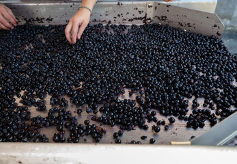 Sorting line, harvest works in Saint-Emilion wine making region on right bank of Bordeaux, picking,...