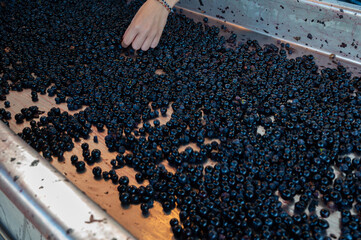 Sorting, harvest works in Saint-Emilion wine making region on right bank of Bordeaux, picking,...