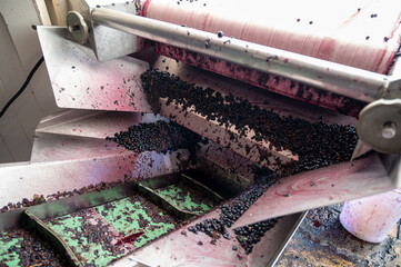 Harvest works in Pauillac, Haut-Medoc wine making region of Bordeaux, picking, sorting with hands,...