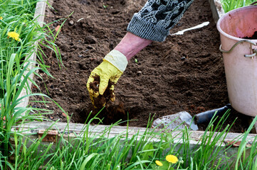 The hand of a female gardener in gloves preparing to plant a plant in the ground.
