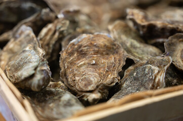 Catch of the day for sale on daily fish market, fresh oysters, Cancale, Brittany, France