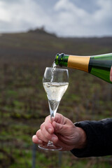 Tasting Champagne wine on Champagne grand cru vineyards near Verzenay, grape vines without leaves,...