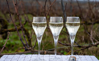 Tasting Champagne wine on Champagne grand cru vineyards near Verzenay, grape vines without leaves, wine making in France