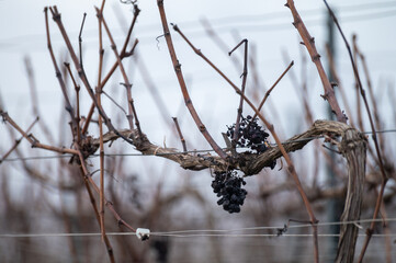 Winter time on Champagne grand cru vineyard near Verzenay and Mailly, rows of old grape vines without leave, wine making in France