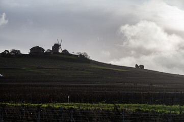 Winter time on Champagne grand cru vineyard near Verzenay and Mailly, rows of old grape vines...