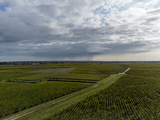 Aerial view on left bank of Gironde Estuary with green vineyards with red Cabernet Sauvignon grape variety of famous Haut-Medoc red wine making region, Bordeaux, France