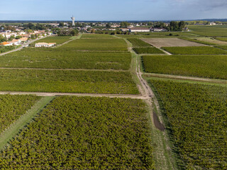 Aerial view on left bank of Gironde Estuary with green vineyards with red Cabernet Sauvignon grape...