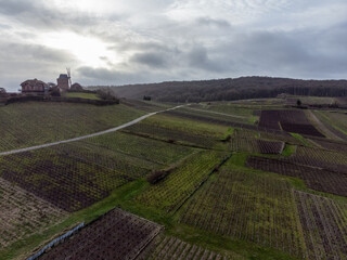 Aerial view on Champagne grand cru vineyards near Verzenay and Mailly, rows of old grape vines without leave, green grass, wine making in France