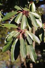 Leaves of false daphne