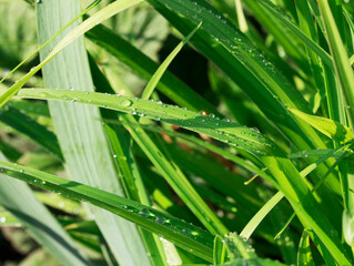 Beautiful drops of fresh morning dew in the macro of lush green grass. Dripping clear water, summer in nature. Artistic depiction of a clean environment.