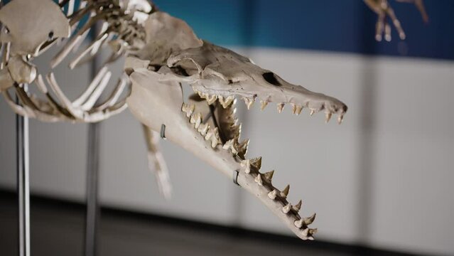 Basilosaurus dinosaur skeleton on display panning close up