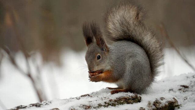 Close-up of a fluffy squirrel with long furry ears and smooth fur eating a nut on the trunk of a fallen tree covered with snow. A hungry squirrel gnaws a nut holding it in its tenacious paws.