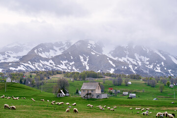 Flock of sheep grazes on the green pasture of a small village in a valley near the snowy mountains